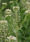 Einzelbild 1 Feld-Kresse - Lepidium campestre