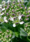 Einzelbild 4 Feld-Kresse - Lepidium campestre