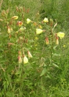 Einzelbild 4 Lamarcks Zweijährige Nachtkerze - Oenothera glazioviana