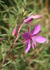 Einzelbild 2 Rosmarin-Weidenröschen - Epilobium dodonaei