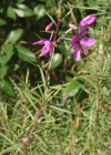 Einzelbild 3 Rosmarin-Weidenröschen - Epilobium dodonaei