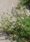 Einzelbild 2 Wiesen-Storchschnabel - Geranium pratense