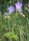 Einzelbild 1 Wiesen-Storchschnabel - Geranium pratense