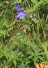 Einzelbild 3 Wiesen-Storchschnabel - Geranium pratense