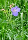 Einzelbild 4 Wiesen-Storchschnabel - Geranium pratense