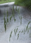 Einzelbild 4 Benekens Trespe - Bromus benekenii