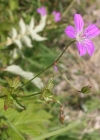 Einzelbild 2 Sumpf-Storchschnabel - Geranium palustre