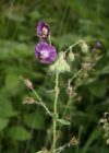 Einzelbild 1 Gewöhnlicher Braun-Storchschnabel - Geranium phaeum subsp. phaeum
