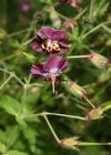 Einzelbild 2 Gewöhnlicher Braun-Storchschnabel - Geranium phaeum subsp. phaeum