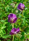 Einzelbild 3 Gewöhnlicher Braun-Storchschnabel - Geranium phaeum subsp. phaeum
