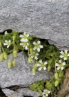 Einzelbild 1 Langstieliges Hornkraut - Cerastium pedunculatum