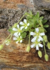 Einzelbild 3 Langstieliges Hornkraut - Cerastium pedunculatum