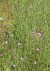 Einzelbild 2 Kornrade - Agrostemma githago