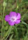 Einzelbild 3 Kornrade - Agrostemma githago