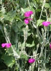 Einzelbild 1 Kron-Lichtnelke - Silene coronaria