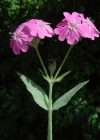 Einzelbild 3 Jupiter-Lichtnelke - Silene flos-jovis