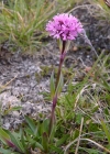 Einzelbild 4 Alpen-Pechnelke - Silene suecica