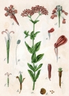 Einzelbild 4 Nelken-Leimkraut - Silene armeria