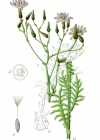Einzelbild 4 Blauer Lattich - Lactuca perennis