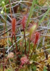 Einzelbild 4 Langblättriger Sonnentau - Drosera anglica