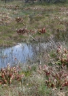 Einzelbild 3 Krugpflanze - Sarracenia purpurea