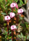 Einzelbild 1 Gemeine Moosbeere - Vaccinium oxycoccos