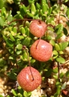 Einzelbild 2 Gemeine Moosbeere - Vaccinium oxycoccos