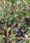 Einzelbild 1 Kleinblättrige Rauschbeere - Vaccinium gaultherioides