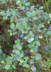 Einzelbild 2 Kleinblättrige Rauschbeere - Vaccinium gaultherioides