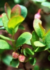 Einzelbild 3 Kleinblättrige Rauschbeere - Vaccinium gaultherioides