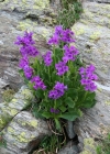 Einzelbild 1 Breitblättrige Primel - Primula latifolia