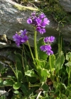 Einzelbild 2 Breitblättrige Primel - Primula latifolia