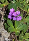 Einzelbild 3 Breitblättrige Primel - Primula latifolia