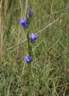 Einzelbild 2 Lungen-Enzian - Gentiana pneumonanthe