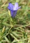 Einzelbild 1 Lungen-Enzian - Gentiana pneumonanthe