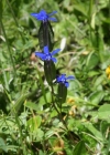 Einzelbild 1 Aufgeblasener Enzian - Gentiana utriculosa