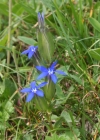 Einzelbild 2 Aufgeblasener Enzian - Gentiana utriculosa