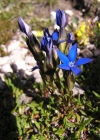 Einzelbild 3 Aufgeblasener Enzian - Gentiana utriculosa