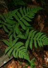 Einzelbild 4 Buchenfarn - Phegopteris connectilis