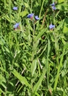 Einzelbild 2 Blauer Steinsame - Buglossoides purpurocaerulea
