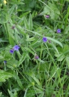 Einzelbild 3 Blauer Steinsame - Buglossoides purpurocaerulea