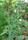 Einzelbild 4 Blauer Steinsame - Buglossoides purpurocaerulea
