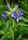 Einzelbild 1 Blauer Steinsame - Buglossoides purpurocaerulea