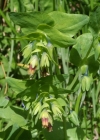 Einzelbild 2 Alpen-Wachsblume - Cerinthe glabra