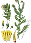 Einzelbild 4 Alpen-Wachsblume - Cerinthe glabra