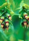 Einzelbild 1 Alpen-Wachsblume - Cerinthe glabra