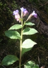 Einzelbild 1 Gewöhnliches Lungenkraut - Pulmonaria officinalis