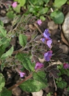 Einzelbild 2 Gewöhnliches Lungenkraut - Pulmonaria officinalis