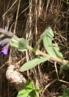 Einzelbild 3 Südalpen-Lungenkraut - Pulmonaria australis