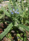 Einzelbild 1 Krummhals - Anchusa arvensis